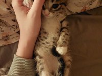Stella ve Avarel'e yuva Tekir