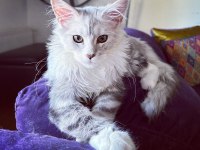 Safkan maine coon bebekler