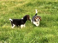 A Kalite Beagle Yavrularımız