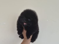 Pomeranian boo siyah yavru
