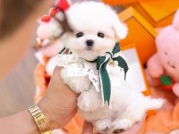 Maltese terrier Kore kan saf ırk yavrularımız