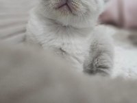 BRITISH SHORTHAIR SCHOTTISH FOLD EVDE YETİŞEN 11 YAVRULAR