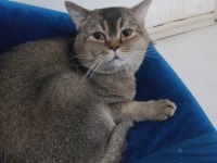 SAHİPLENDİRİLECEK KEDİMİZ
