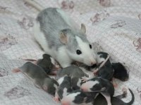 Rat - Dumbo Rat Yavrular ve Malzemeleri Adrese Teslim Var