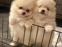 ORİJİNAL POMERANİAN BOO