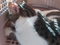 ÇOCUKLU AİLELER İÇİN UYGUN KEDİMİZ ISIRMA TIRMALAMA YOK
