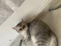 British shorthair kedim