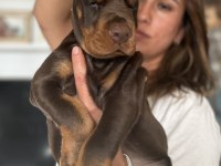 Europan üst düzey doberman yavrular