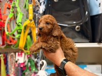 Toy poodle köpeğimiz