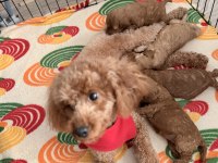 Poodle Yavrularımıza Güvenli Bir Yuva Arıyor