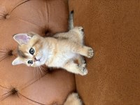 British golden bebeklerimiz ırkının en güzel örnekleri