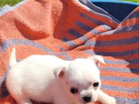 MÜKEMMEL TEACUP CHİHUAHUA ERKEK YAVRU