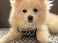 Pomeranian Spitz 5 Aylık Erkek