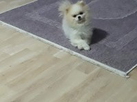 Yetişkin beyaz erkek Tayland Scr belgeli pomeranian