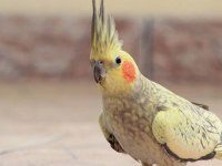 Özel Seçilmiş Sultan Papağanı Yavru Bakmış Çiftler Adana