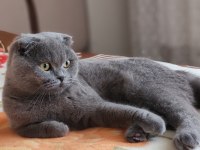 10 aylık erkek scottish fold