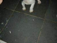 Fransız bulldog yavrular
