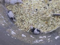 Panda mice damızlık