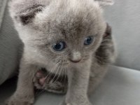 Scottish fold mavi gözlüler
