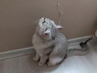 British Shorthair Kedimize Güzel Bir Aile Arıyoruz