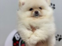 Irkının En Güzeli Orijinal Ayı Surat Garantili Pomeranian