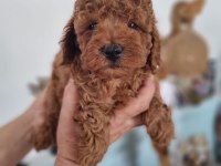 TOY POODLE YAVRULARI YENİ YUVALARINI BEKLİYOR