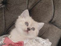 Sevecen bir british shorthair kız