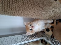 Safkan British shorthair yavrularımız (uygundur)