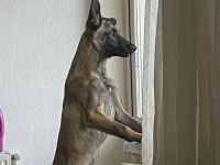 7 aylık Belçika kurdu köpeğimizi sahiplendiriyoruz