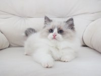 Full şecereli ragdoll yavruları