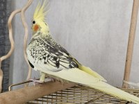 1 Yaşında Sultan Papağanı