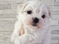 Safkan mini Bembeyaz kartanesi Maltese bebekler