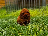 Red Brown Toy Poodle Yavru
