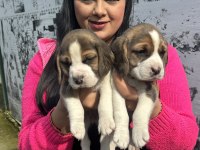 Sağlık ve ırk garantili beagle yavrularım