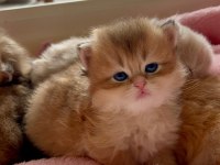 Caglar House Cattery British Kediler
