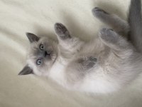British shorthair yavrularımız yuvalarına gitmeye hazır