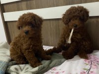 Toy Poodle Dişi Ve Erkek Bebekler