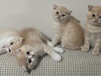 Ücretsiz scottish fold acil yuva