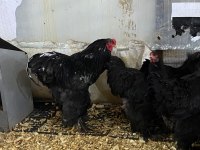 BLACK BRAHMA KULUÇKALIK YUMURTA & CİVCİV