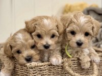 Sevimli oyuncu Maltipoo Mini Boy Yavrular 
