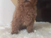 Sizi bekleyen toy poodle afacanlar