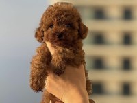 Toy Kore ırk safkan güzellik