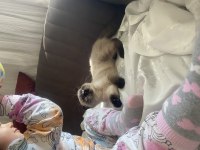 Mavi gözlü minimal scottish fold kedimiz