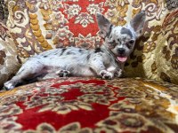 Nadir Bulunan Merle Chihuahua Dişi Yavrular