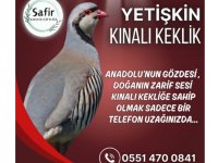 YETİŞKİN DAMIZLIK KEKLİK