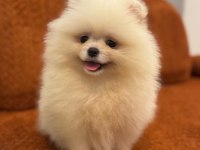 Pomernian boo bebekler