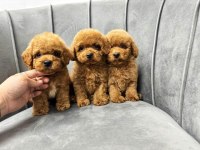 Toy Poodle Yavrularımız