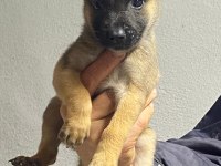 Siyah Maskeli Belçika Kurdu Bebekler
