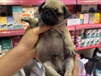 0 Burun Pug Mops Yavrularım Hazır