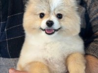 Pomerian Boo Erkek